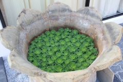 Fish Pond